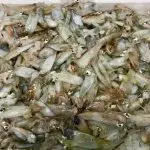 Calamaretto Spillo