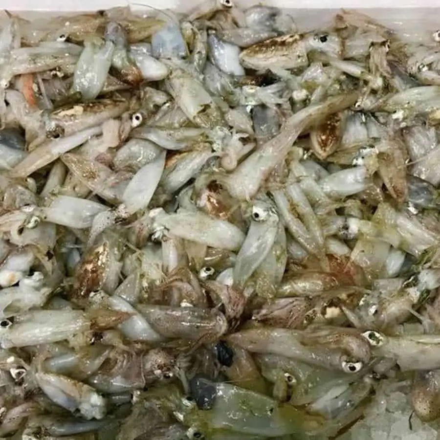Calamaretto Spillo - immagine 1