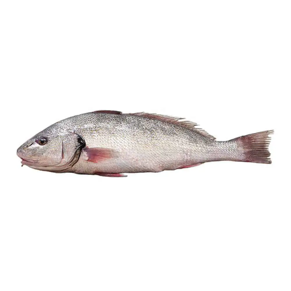 Ombrina Pescata - immagine 1