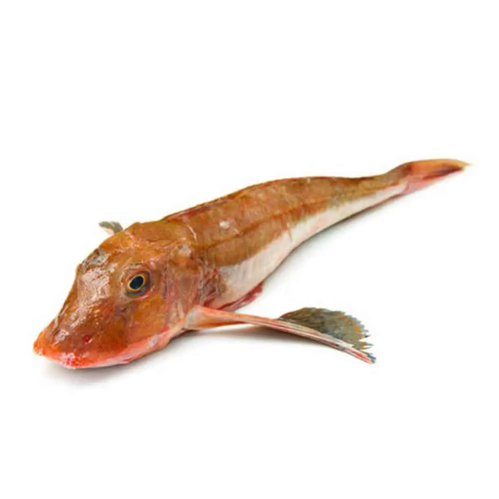 Gallinella di Mare o Coccio - immagine 1