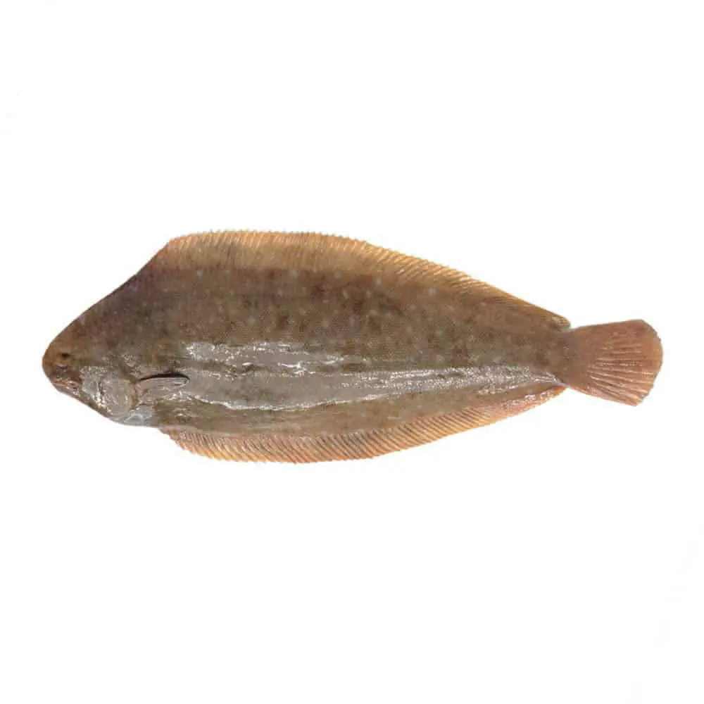Sogliola Pescata - immagine 1