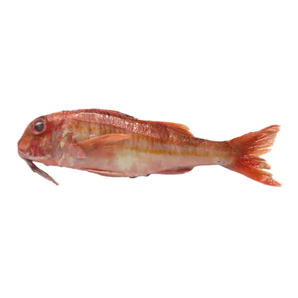 Triglia Rossa o di Scoglio - immagine 1