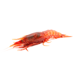 Gambero rosso abbattuto