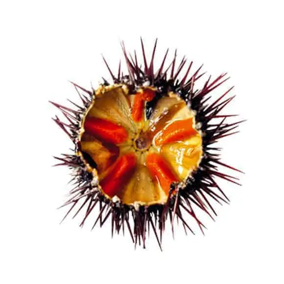Ricci di mare - immagine 1