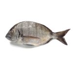 Sarago