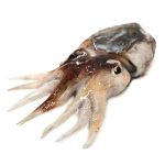 Seppia Nera Fresca
