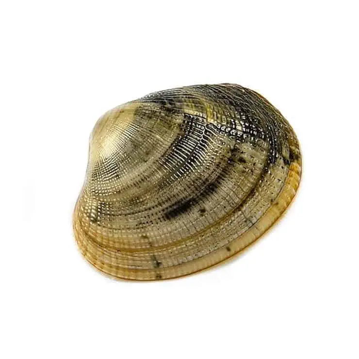 Vongole veraci - immagine 1
